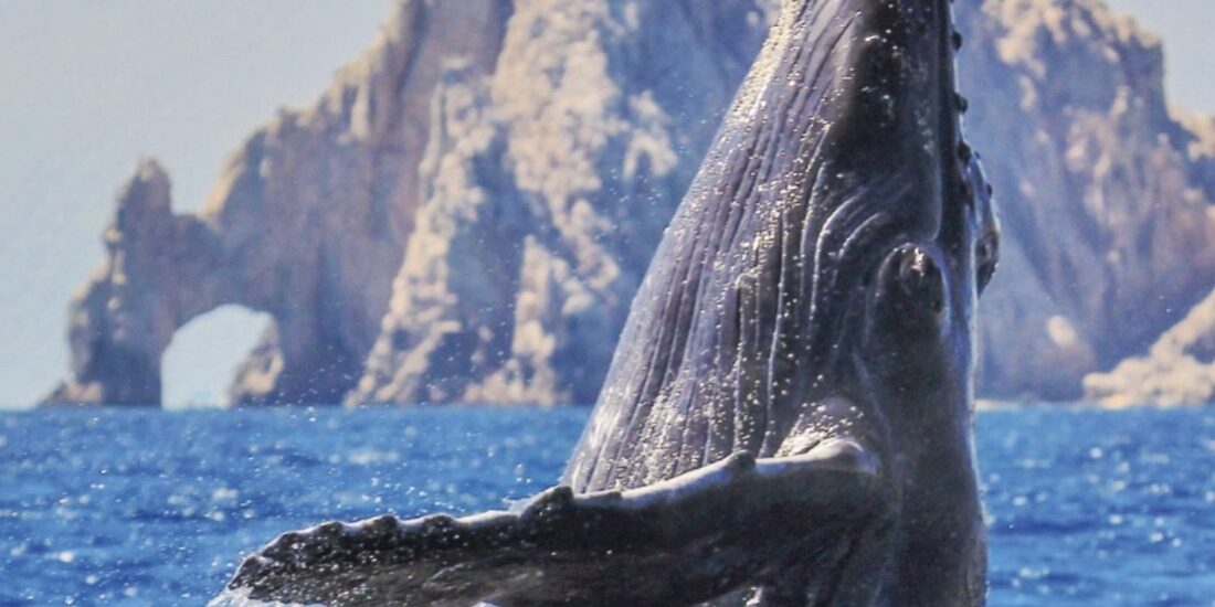 ballenas-los-cabos-1