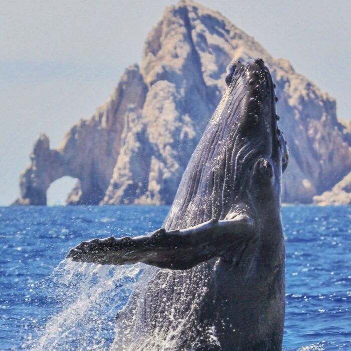 ballenas-los-cabos-1