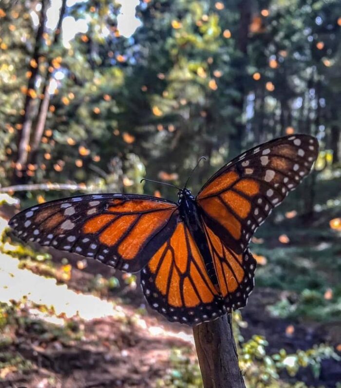 d6e336a4-3934-4bfb-89ec-5470f8c803ba